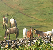 Randonnée à cheval dans le jura autour des lacs